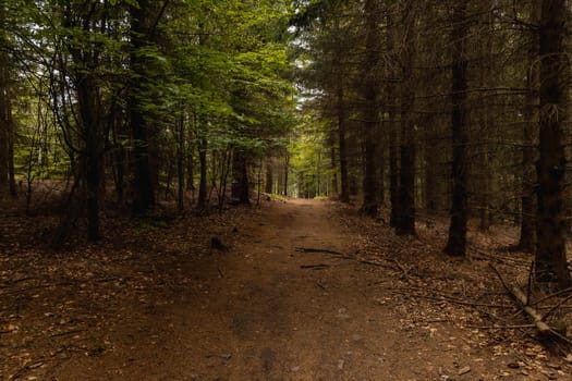 Long path with bushes and fields around in Kaczawskie mountains