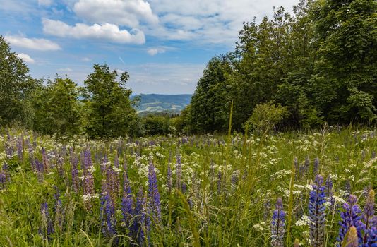 Big field of small blue flowers with high grass blades and bushes around