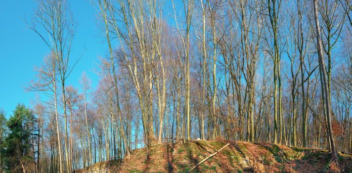 A giant row of trees on a cliff in a clearing on a spring sunset, panorama view