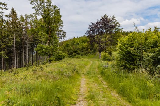 Long path with bushes and fields around in Kaczawskie mountains