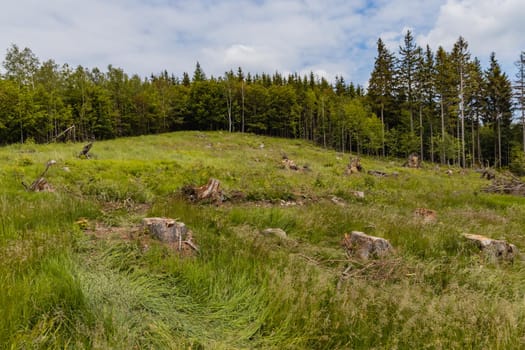 Big green fields of wheat trees and bushes in Kaczawskie mountains at cloudy day