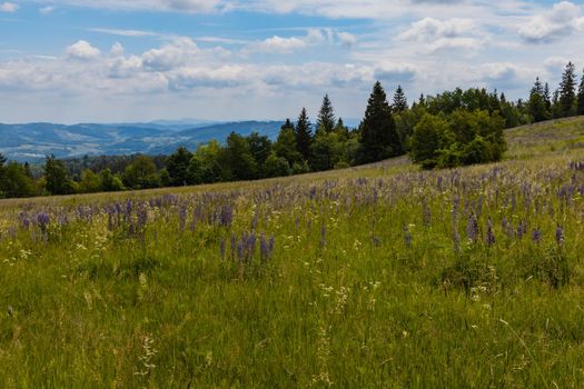 Big field of small blue flowers with high grass blades and bushes around