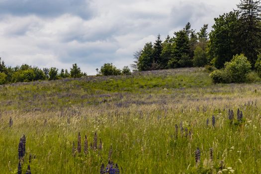 Big field of small blue flowers with high grass blades and bushes around