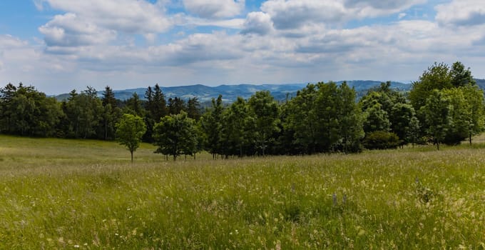 Big green fields of wheat trees and bushes in Kaczawskie mountains at cloudy day