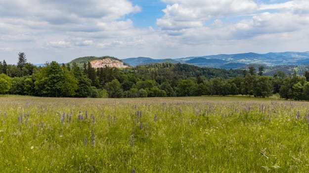 Big green fields of wheat trees and bushes in Kaczawskie mountains at cloudy day