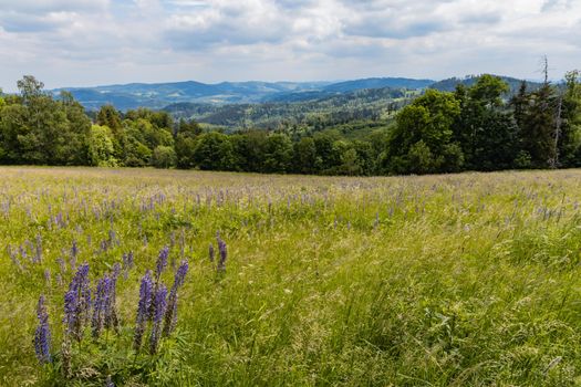 Big field of small blue flowers with high grass blades and bushes around