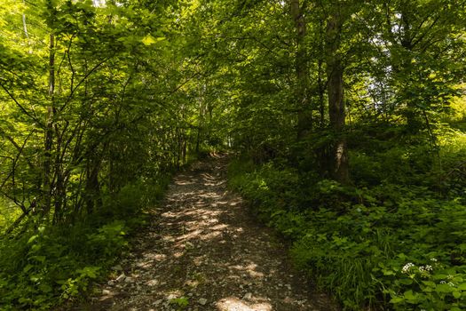 Long path with bushes and fields around in Kaczawskie mountains