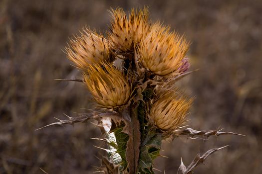 Close-up of a a dry thistle at a dry field on a sunny summer day