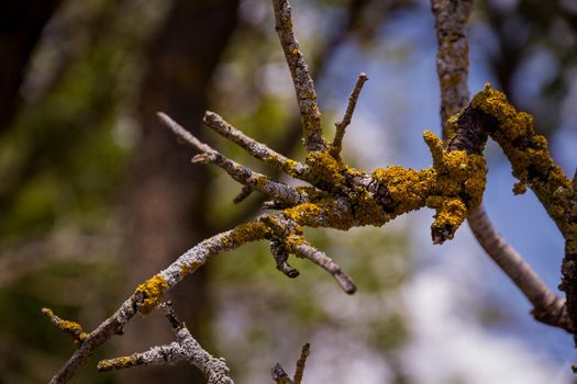 Close-up of a grey tree twig covered in yellow moss on a sunny day