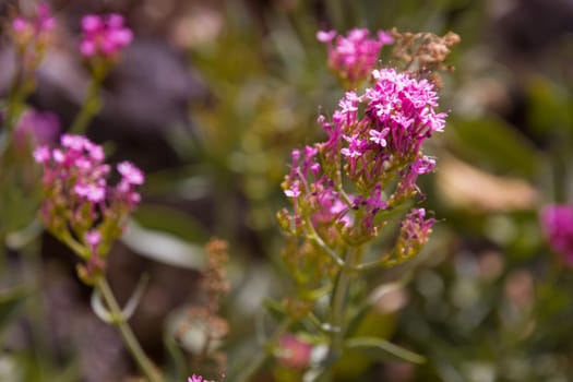 Little Pink Flowers on a Sunny Day