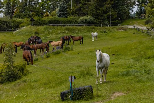 Herd of horses on horse farm with two white and few brown horses
