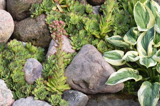 Blooming of an evergreen groundcover plant Sempervivum known as Houseleek in rockery.