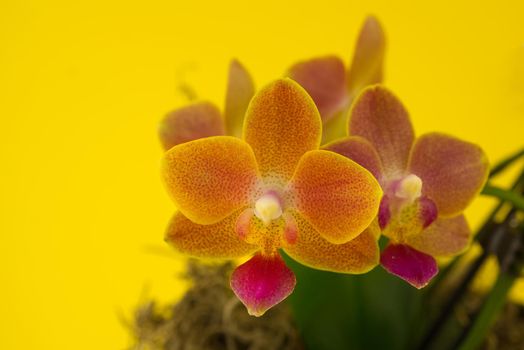 Flower beautiful pink orchid - phalaenopsis against yellow background