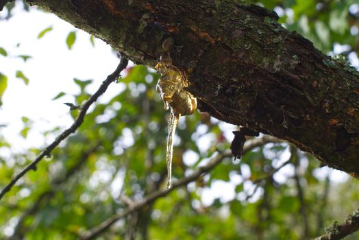Sap or resin oozing from an injured tree branch with damaged missing bark in a woodland or garden setting in close up