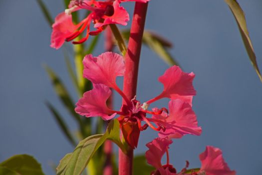 The Elegant Clarkia (Clarkia unguiculata) is endemic to the Californian woodlands and is common on the forest floor of many oak woodlands.