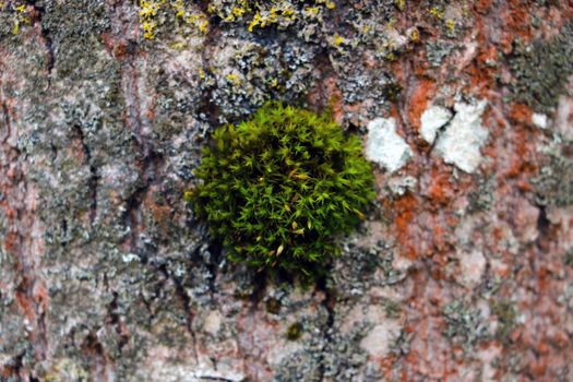 Green moss grows on the trunk of the tree