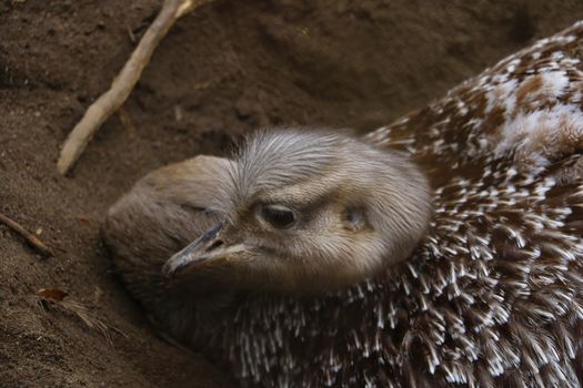 Out of focus. Blurred background. The ostrich lies in the sand