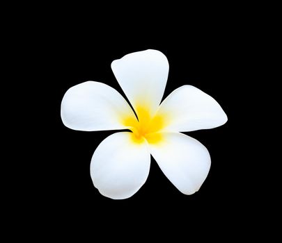 Plumeria flower yellow isolated on black background and clipping path ( Common name pocynaceae, Frangipani , Pagoda tree, Temple tree )