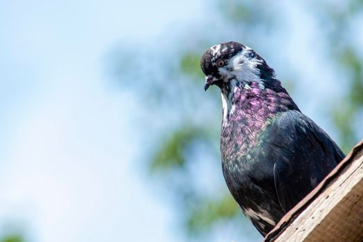 sits on the roof of the dovecote and looks away against the pale sky