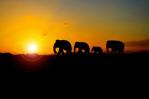 silhouette elephant family herd animals wildlife evacuate walking in twilight sunset beautiful background. with copy space add text