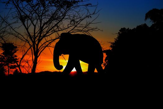 silhouette elephant family herd animals wildlife evacuate walking in twilight sunset beautiful background. with copy space add text