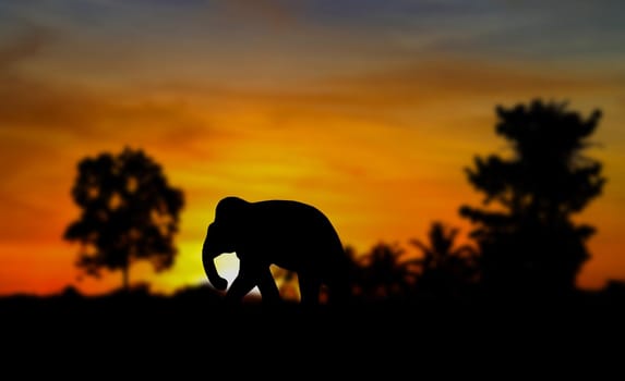 silhouette elephant animals wildlife walking in twilight sunset beautiful.  blurred background. with copy space add text