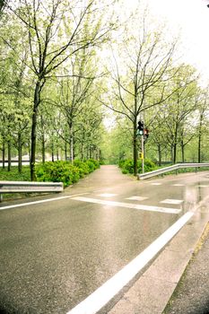 Asphalt road landscape with tree walk on the sides. Nobody