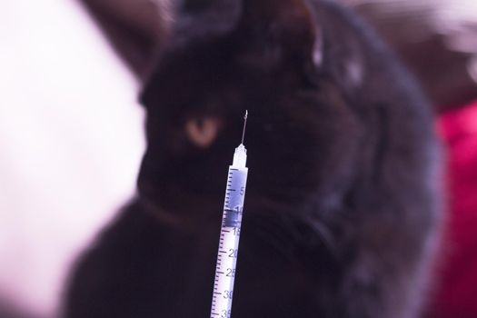 Syringe with insulin and black cat background. No people