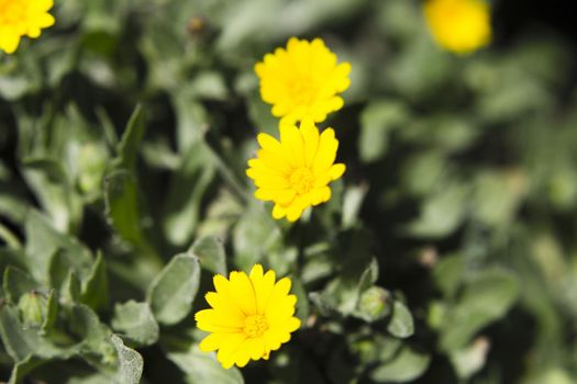 Set of yellow daisies on the grass. No people