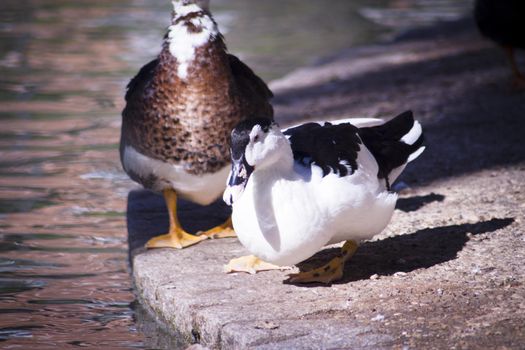 Duck living in an artificial city pond. No people