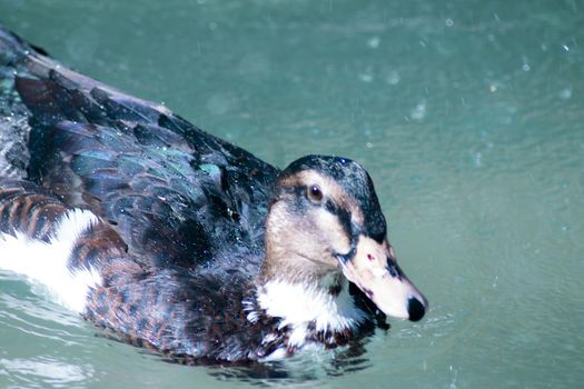 Duck living in an artificial city pond. No people