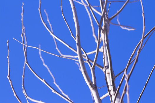 Tree branches on blue sky background. No people