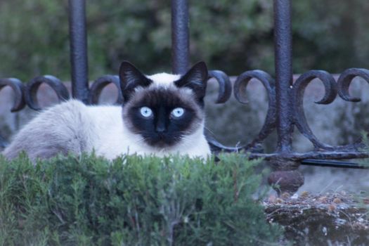 Siamese cat with blue eyes lying on the street. No people