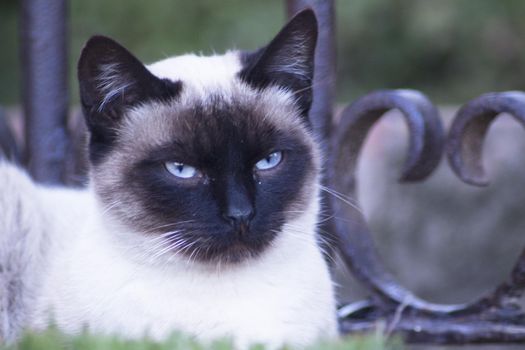 Siamese cat with blue eyes lying on the street. No people