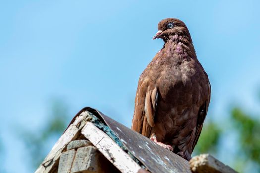 sits on the roof of the dovecote and looks away against the pale sky