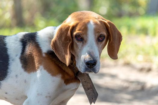 Estonian Hound dog outdoor portrait at cloudy day