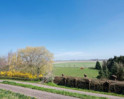 brown horse in green field with spring blossom under blue sky in dutch province of zeeland