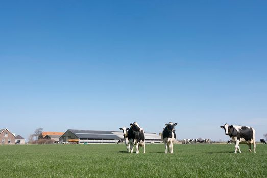 black and white spotted cows in green meadow near farm in dutch province of zeeland under blue sky in spring