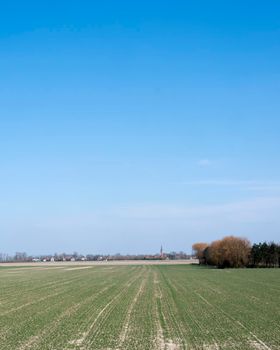 field near dreischor on schouwen-duiveland in dutch province of zeeland in the netherlands on sunny day in spring.