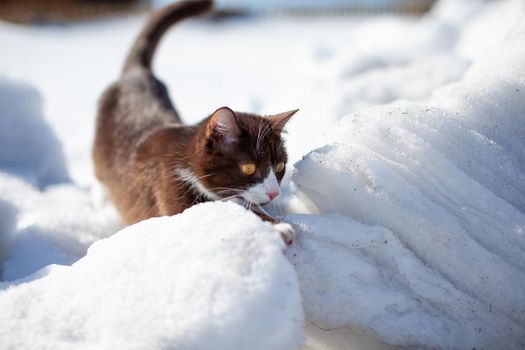 Cute kitten walks in the snow in winter. A brown cat makes its way through the snowdrifts. The pet walks on the white snow in winter.