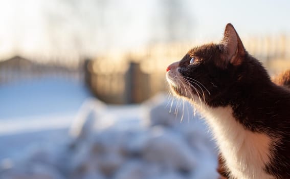 A cute kitten sits on a wooden fence outside in winter. A brown, fluffy cat basks in the sun in winter. 