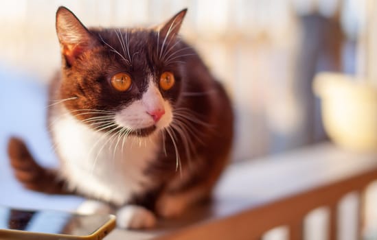 A cute kitten sits on a wooden fence outside in winter. A brown, fluffy cat basks in the sun in winter. 