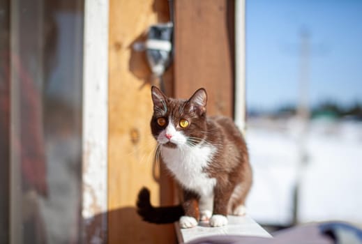 A cute kitten sits on a wooden fence outside in winter. A brown, fluffy cat basks in the sun in winter. 