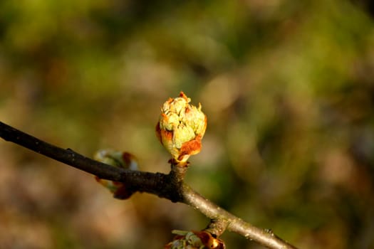 apple blossom bud spring in Germany