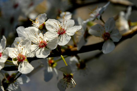 wild mirabelle blossom in springtime