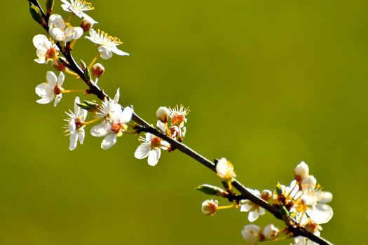 wild mirabelle blossom in springtime