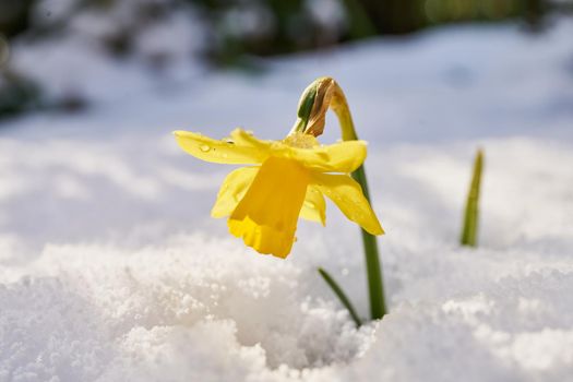 close up of blooming daffodil covered in snow