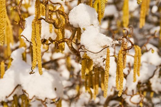 close up of blooming ament on hazelnut tree covered in snow