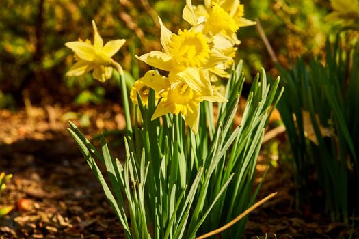 close up of blooming daffodils - spring time