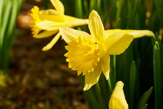 close up of blooming daffodils - spring time